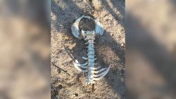 Madres Buscadoras localizan cuerpo en una cueva