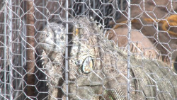 Bartolo la iguana rescatada tiene un mensaje para ti