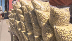 Frijoleros de Sinaloa acuerdan estrategia para proteger la cosecha