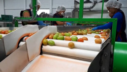 Se desploma el precio del tomate ante las nevadas en Estados Unidos