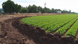 Piden a productores guardar sus cosechas