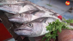 Garantiza CONAPESCA abasto suficiente de pescados y mariscos en esta Cuaresma