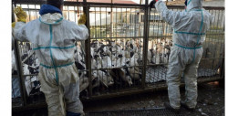 Rusia reporta una infección humana con nueva cepa de gripe aviar