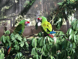 Vivos y en recuperación animales rescatados durante la pandemia