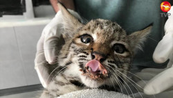 Rescatan jóvenes a lince en Mazatlán