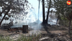 Se prenden palmeras y denotan conato de incendio en Mazatlán