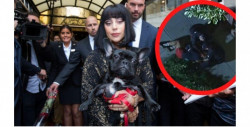 Hombre roba los dos bulldogs de Lady Gaga tras dispararle a su cuidador: ofrecen 500 mil dólares de recompensa