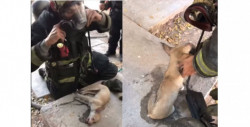 ¡Todas las vidas importan! Bomberos de Culiacán reviven a perrito intoxicado por incendio (video)