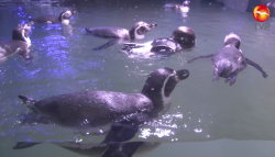 ¡Mazatlán ya tiene Pingüinario!