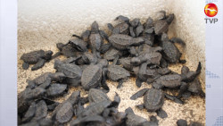 Se liberan 86 mil crías de tortuga golfina en Mazatlán