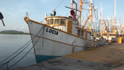 Se amarra la flota pesquera a una semana del inicio de la veda del camarón