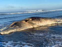 Encuentran una ballena gris muerta en El Tambor