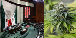La Cámara de Diputados aprueba ley para el consumo lúdico de la marihuana