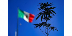 Diputados modifican artículos para legalización de la marihuana  y envían propuesta a la Cámara de Senadores