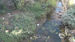 Arroyo tiene atemorizados a vecinos