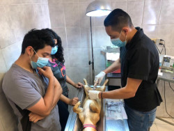 Convocan a campaña de esterilización de mascotas