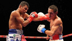 Gallo Estrada por la revancha ante Chocolatito