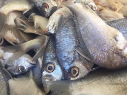 Alertan sobre consumo de mariscos en mal estado