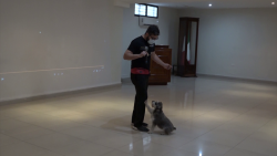 “Perros de alerta para Diabetes”