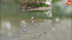Aparecen peces muertos en estero del Yugo de Mazatlán