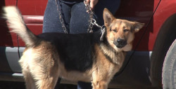 Esterilizan y Vacunan mascotas en el valle