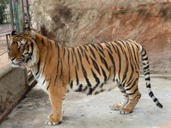 Felinos rescatados buscan hogar