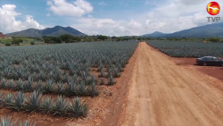 Tendrá el sur de Sinaloa su ruta del mezcal