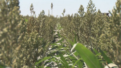 Crecen las  expectativas de exportación de sorgo a China