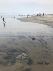 Prohíben bañarse en playas de Ponce y El Vigía