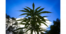 La legalización de la marihuana parece inminente y la industria espera ganancias económicas enormes