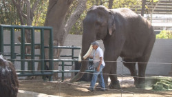 Llega el elefante Big Boy al zoológico de Culiacán