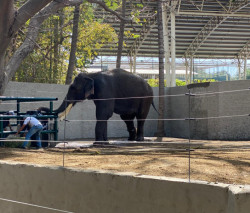 Acusa Paola Rolex "montaje" en supuesto rescate del elefante "Big boy"