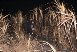 Localizan cuerpo calcinado en sembradío de caña en Costa Rica