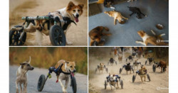Perros discapacitados corren en grupo tras recibir sus prótesis (video)