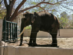 Ningún cobro en el recibo del agua para mantener a elefante Big Boy, aclara zoo de Culiacán
