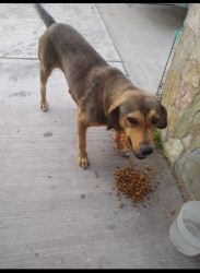 Agresiones hacia animales nos denigran como sociedad :Presidenta de fundación Laika