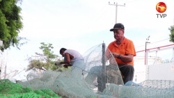 Actualizan lineamientos de excluidores de tortugas marinas