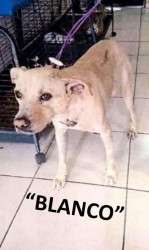 Celebra protectora  primera sentencia condenatoria a agresor de animales en Cajeme