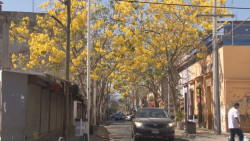 De amarillo y rosa se embellece Culiacán con las amapas