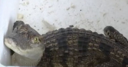 Encarga pescado fresco por paquetería y le envían un cocodrilo siamés vivo de medio metro
