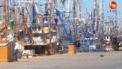 Se cumple la profecía, imponen embargo al camarón mexicano