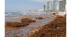 El sargazo amenaza con cuadriplicarse en mayo y junio e inundar Cancún como en 2019