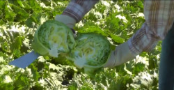 Crece la exportación de lechuga mexicana