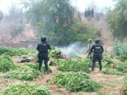 Decomisan mariguana en Caminaguato