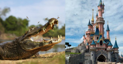 Disney World ha capturado 200 caimanes desde la muerte de un niño en 2016