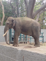 Big Boy se queda unos días más en el zoológico de Culiacán