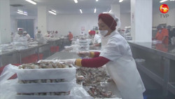 Buscan reactivar exportaciones de camarón de altamar