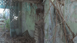 Fincas abandonadas en el centro de Culiacán...un problema para los vecinos