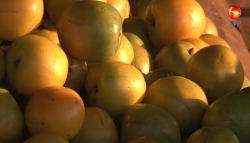 Empezó la venta de ciruelas en Agua Caliente de Gárate