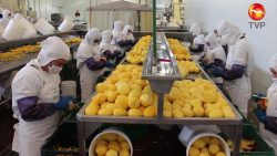 Persiste afectación por pandemia en exportaciones